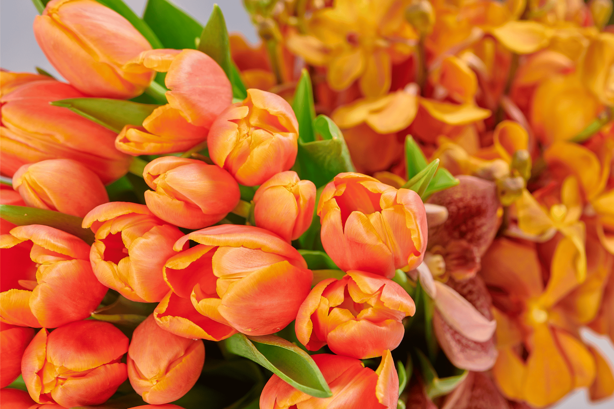 Birthdays Flowers? We help you choose!