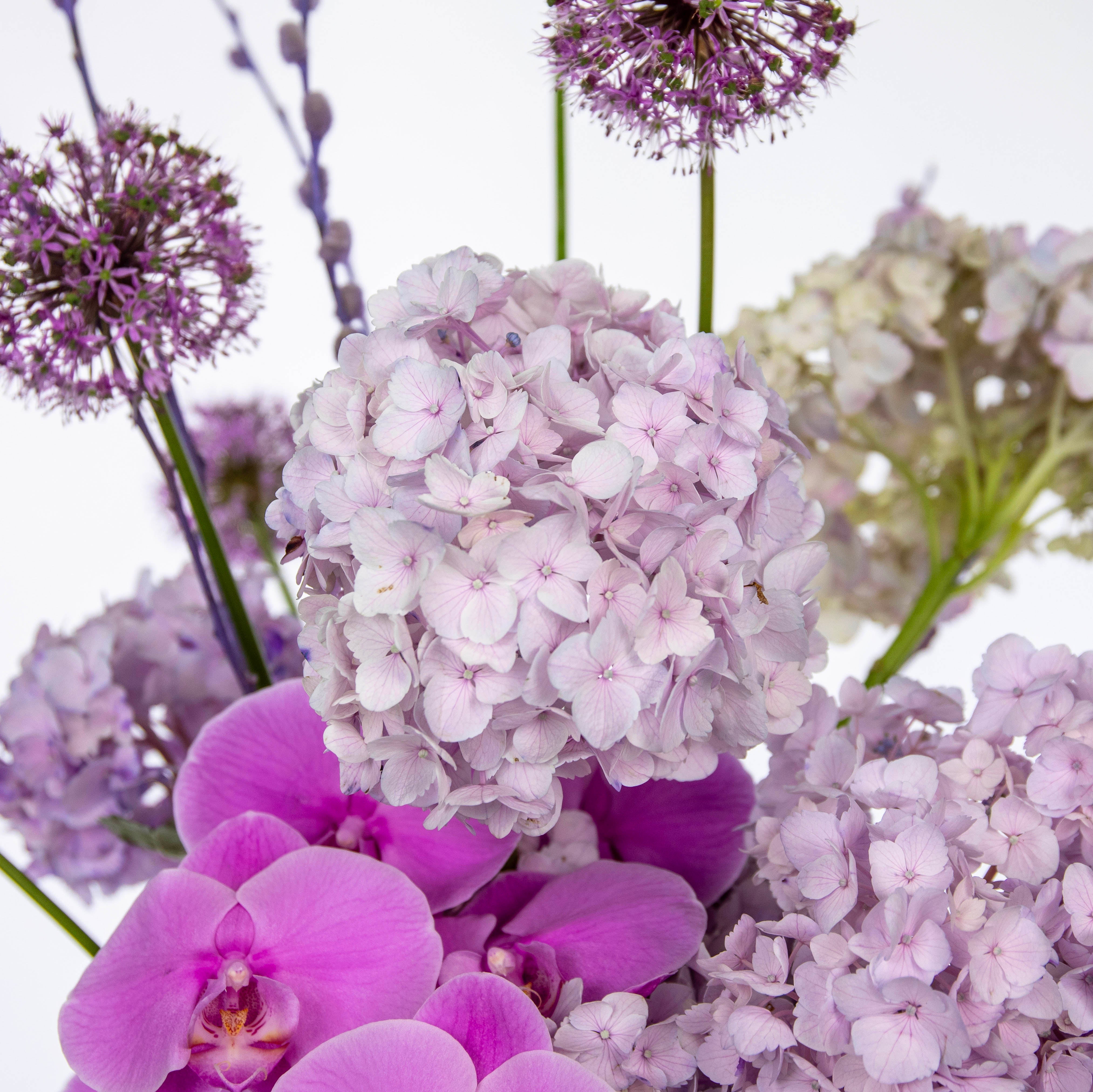PURPLE PLAY
