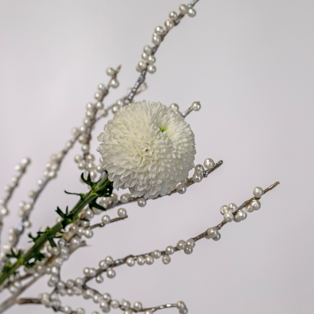 MISTLETOE