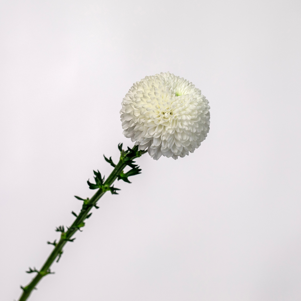 MISTLETOE