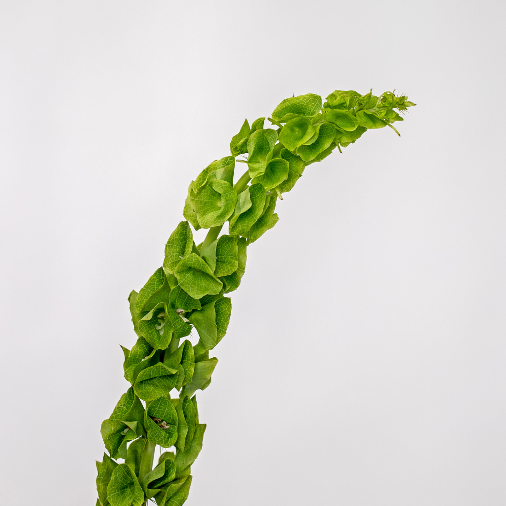 GREEN WISH