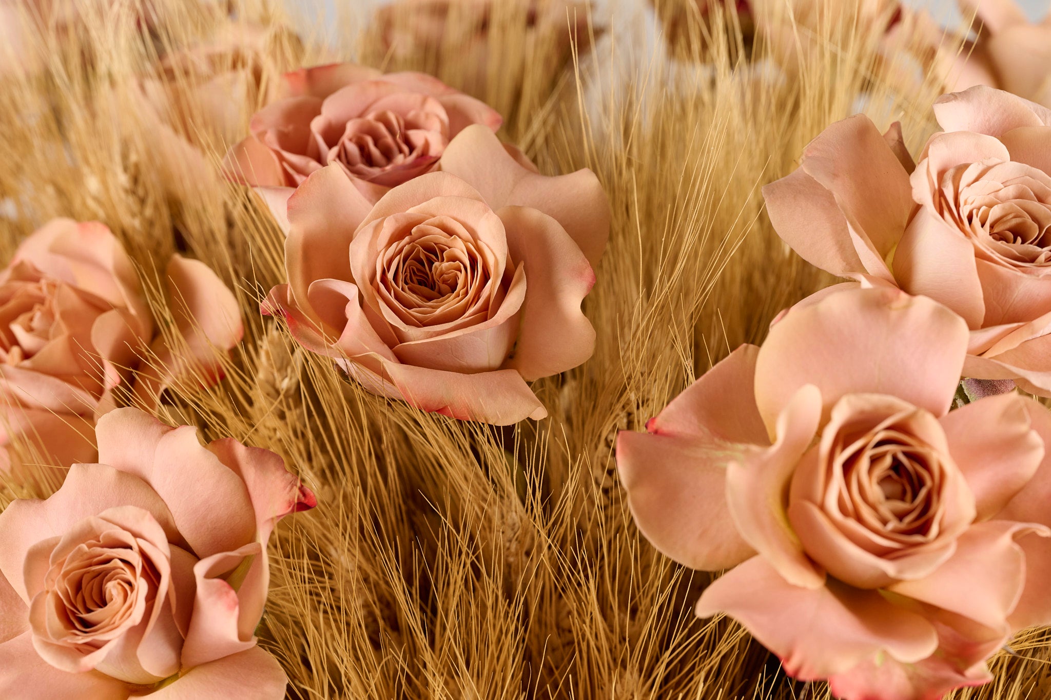 Silent Blessings dry wheat side angle spiritual meditation Ramadan UAE