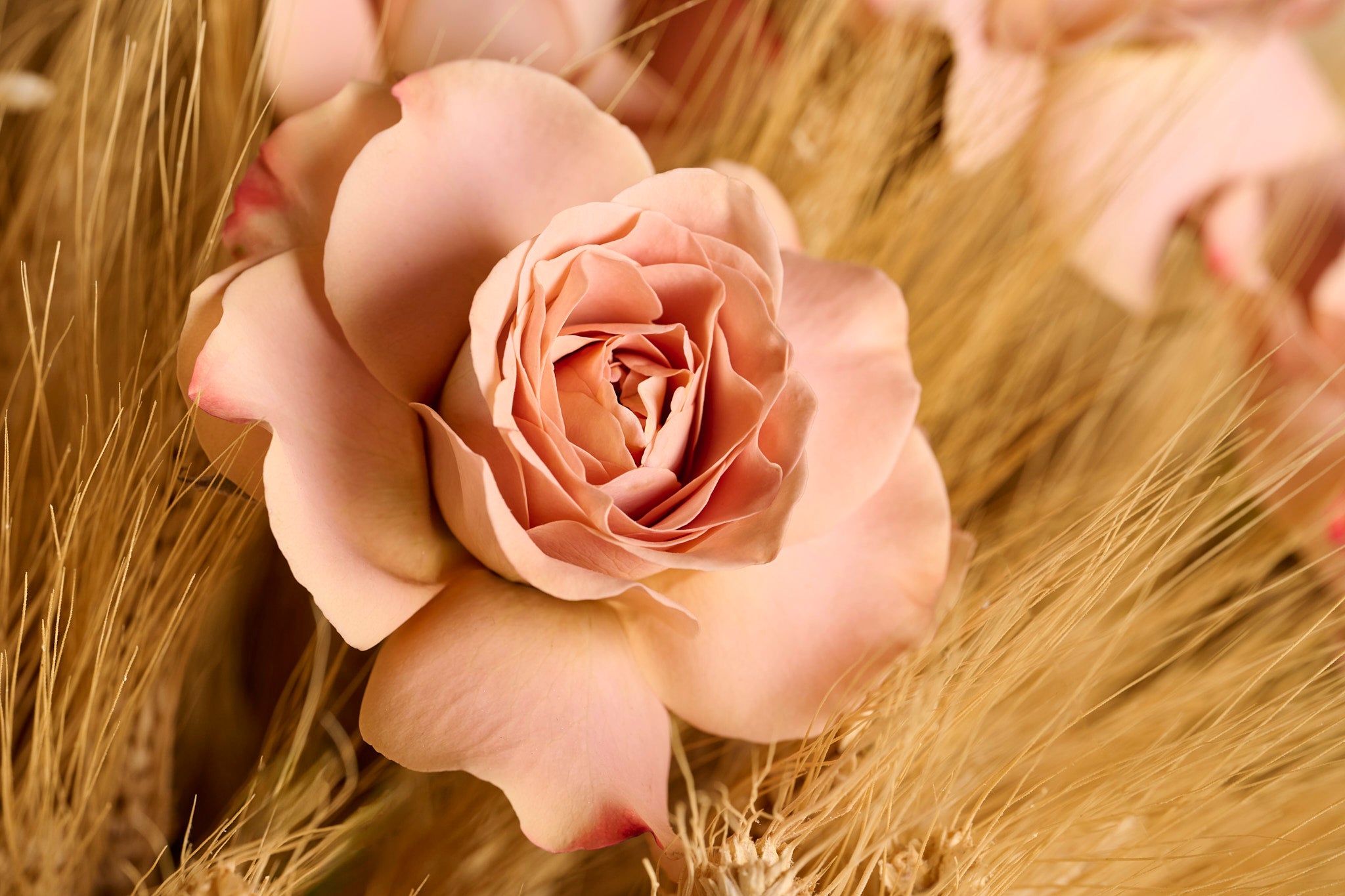 Silent Blessings cappuccino rose detail floral gifts dubai