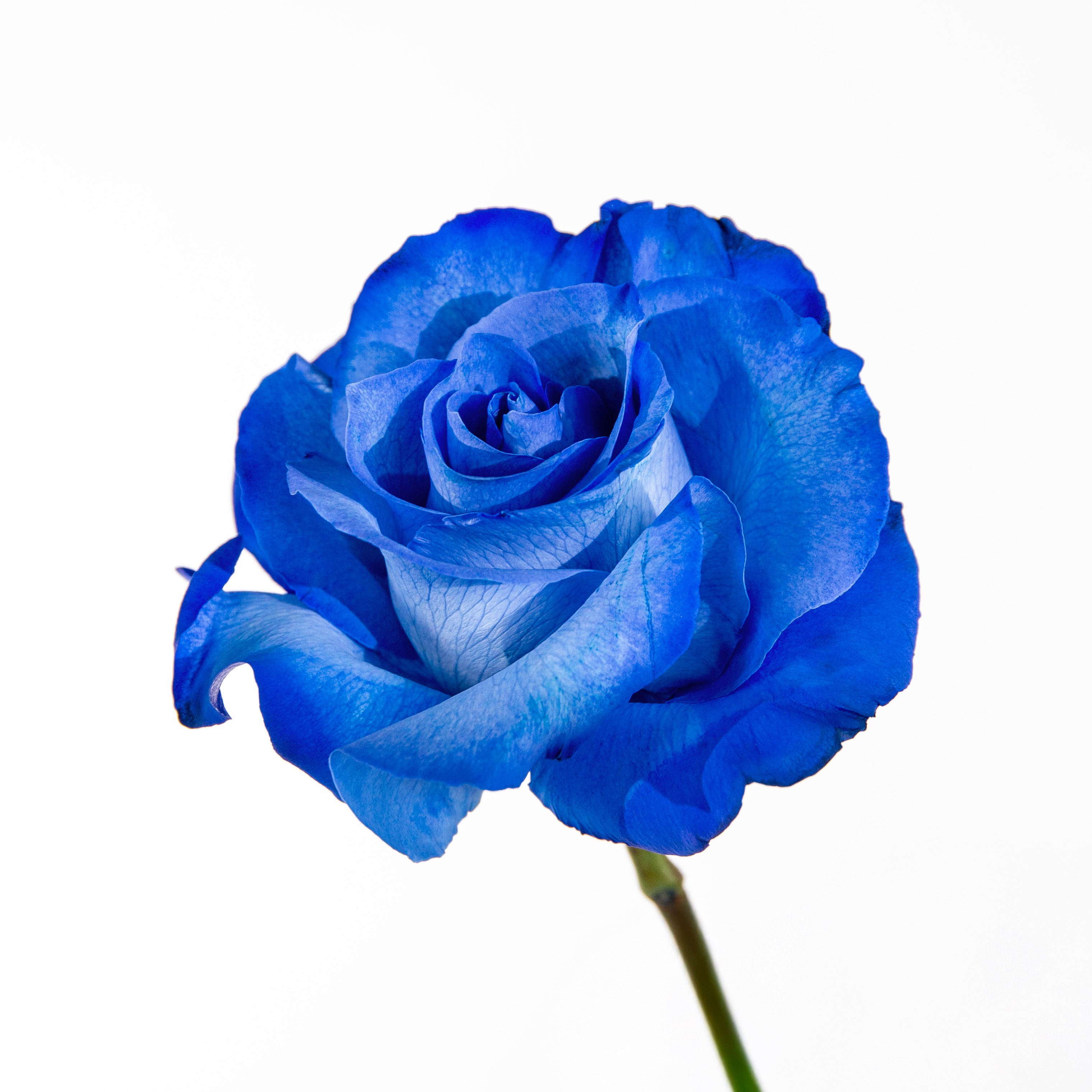 Striking blue rose phalaenopsis pot installation - luxury blue flowers gift Dubai delivery