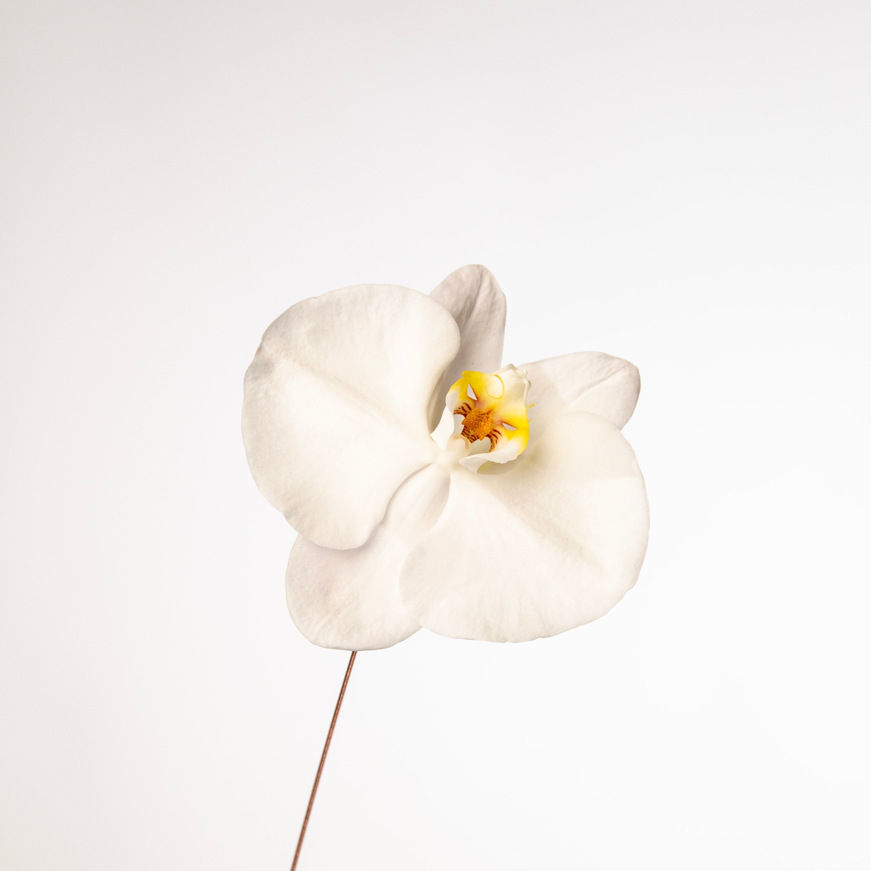 White phalaenopsis pot installation - luxury blue flowers gift Dubai delivery