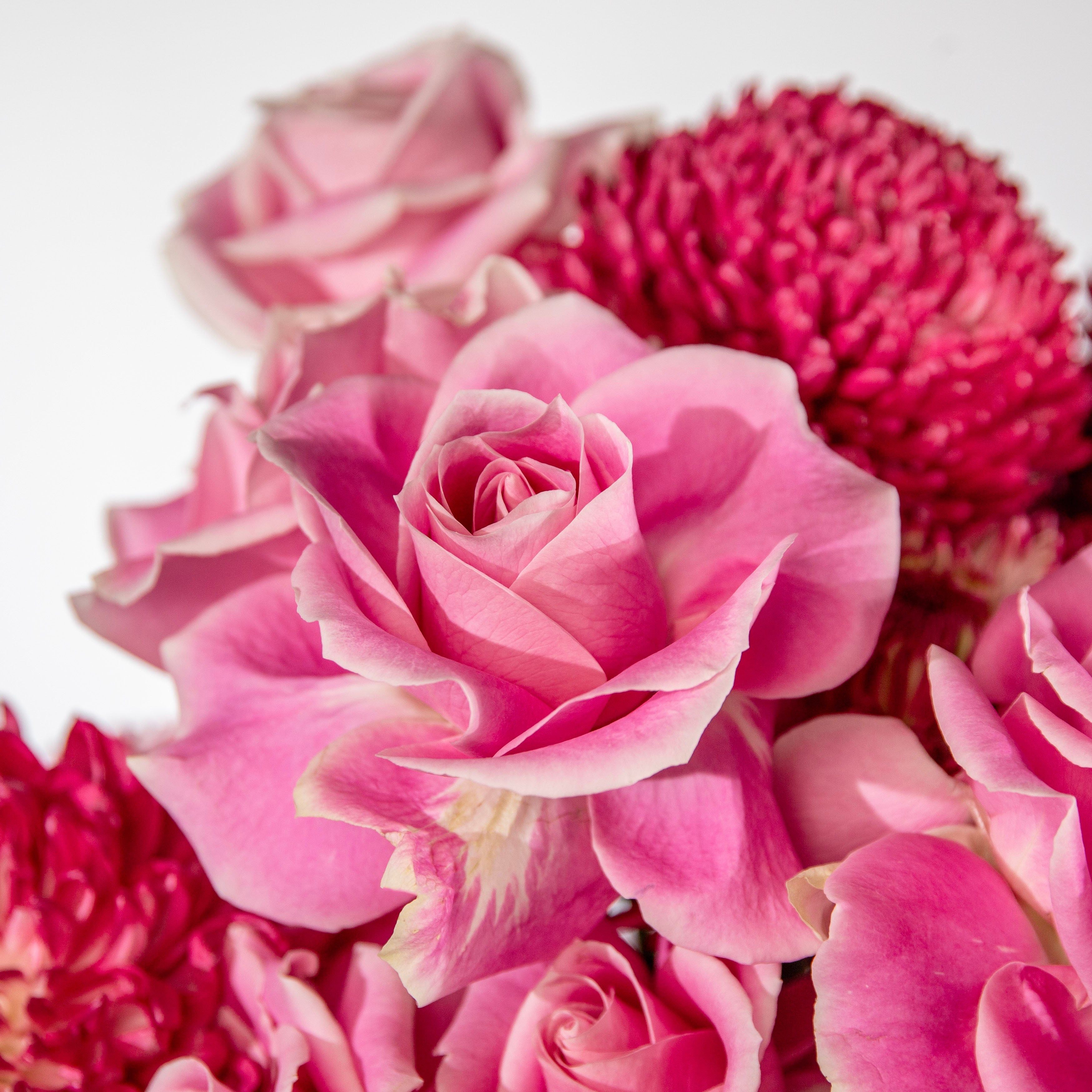 Elegant pink vendella rose clay pot arrangement - luxury pink flower gift same day Dubai