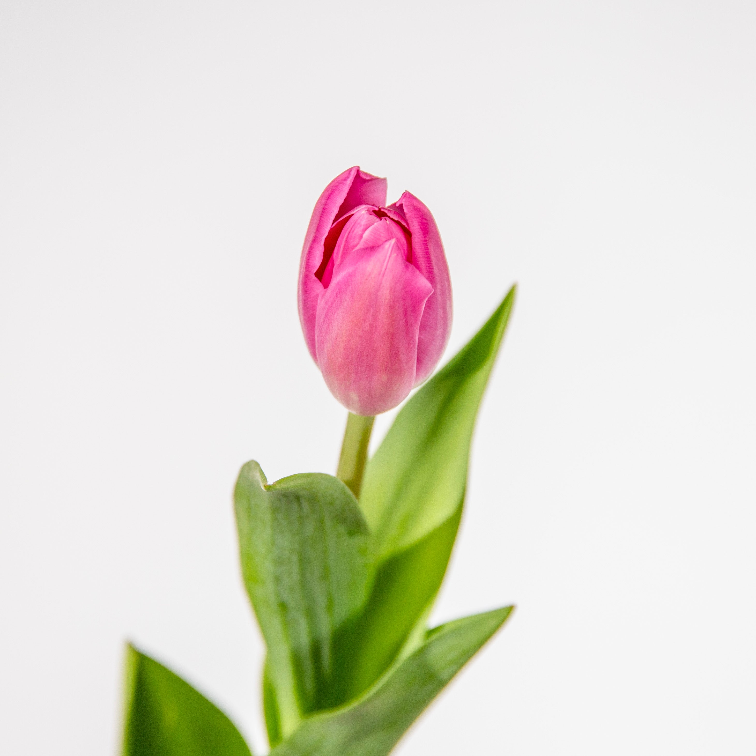 50 fuchsia tulip elegant pink floral installation - premium pink flowers gift Dubai same day