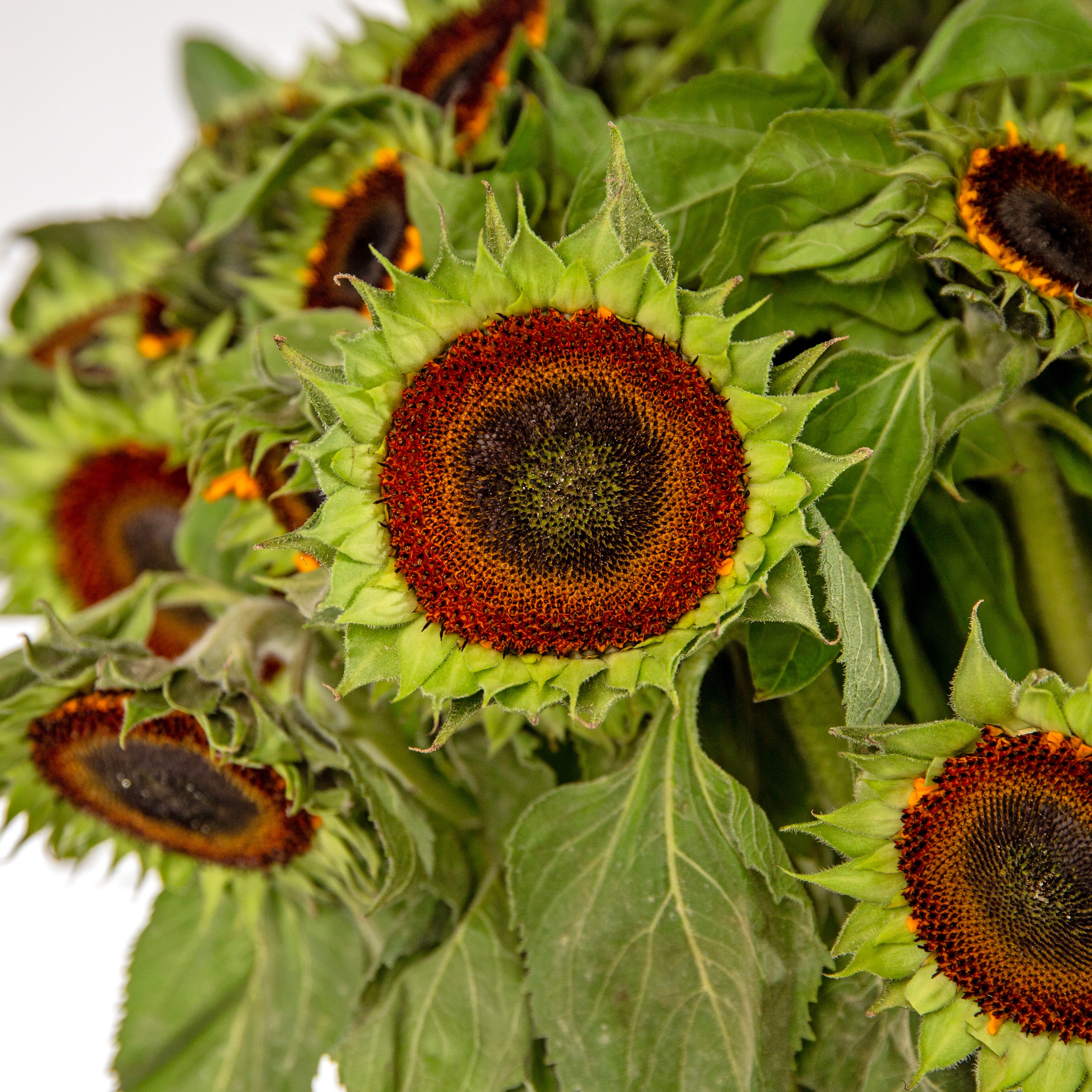 Vibrant 100 sunflower 3 peach anthurium arrangement - premium peach flower bouquet UAE online