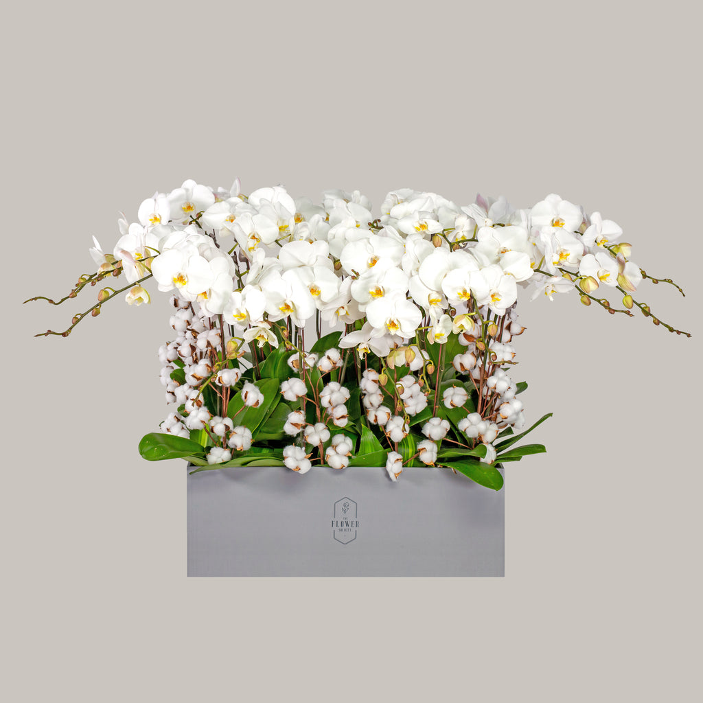 ELÉGANTES ORCHIDÉES