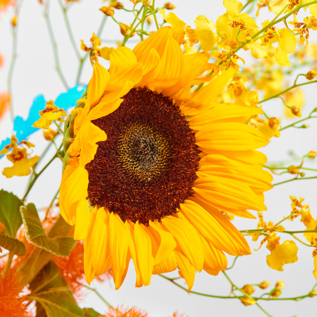 SUNDAY SUNSHINE