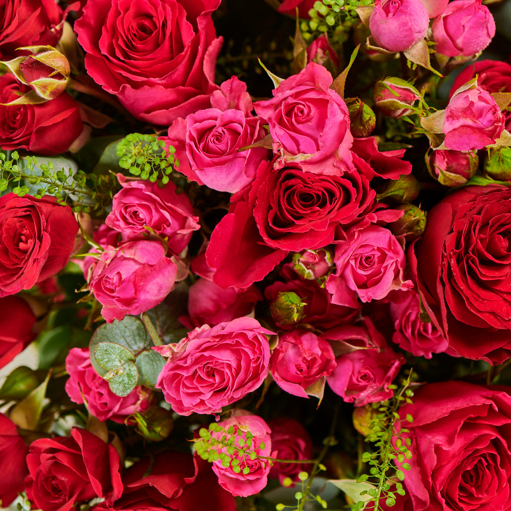 Rose Blush