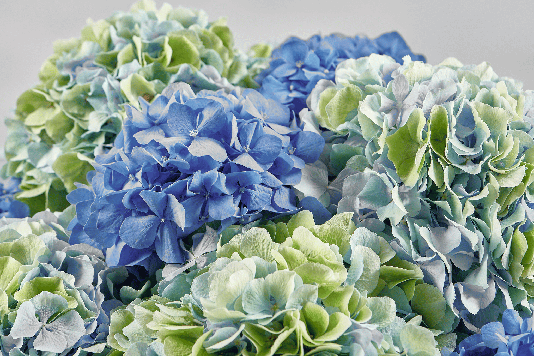 Tips and tricks to grow a stunning Hydrangea!