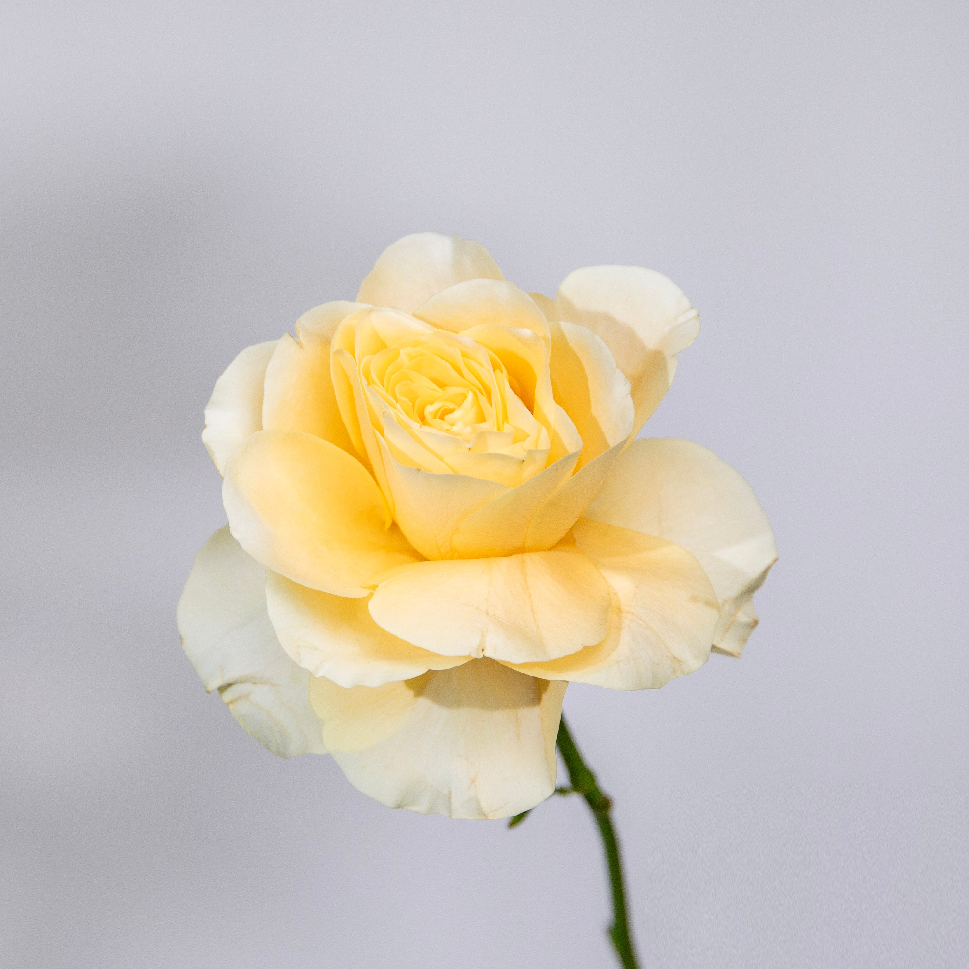 YELLOW SCENT
