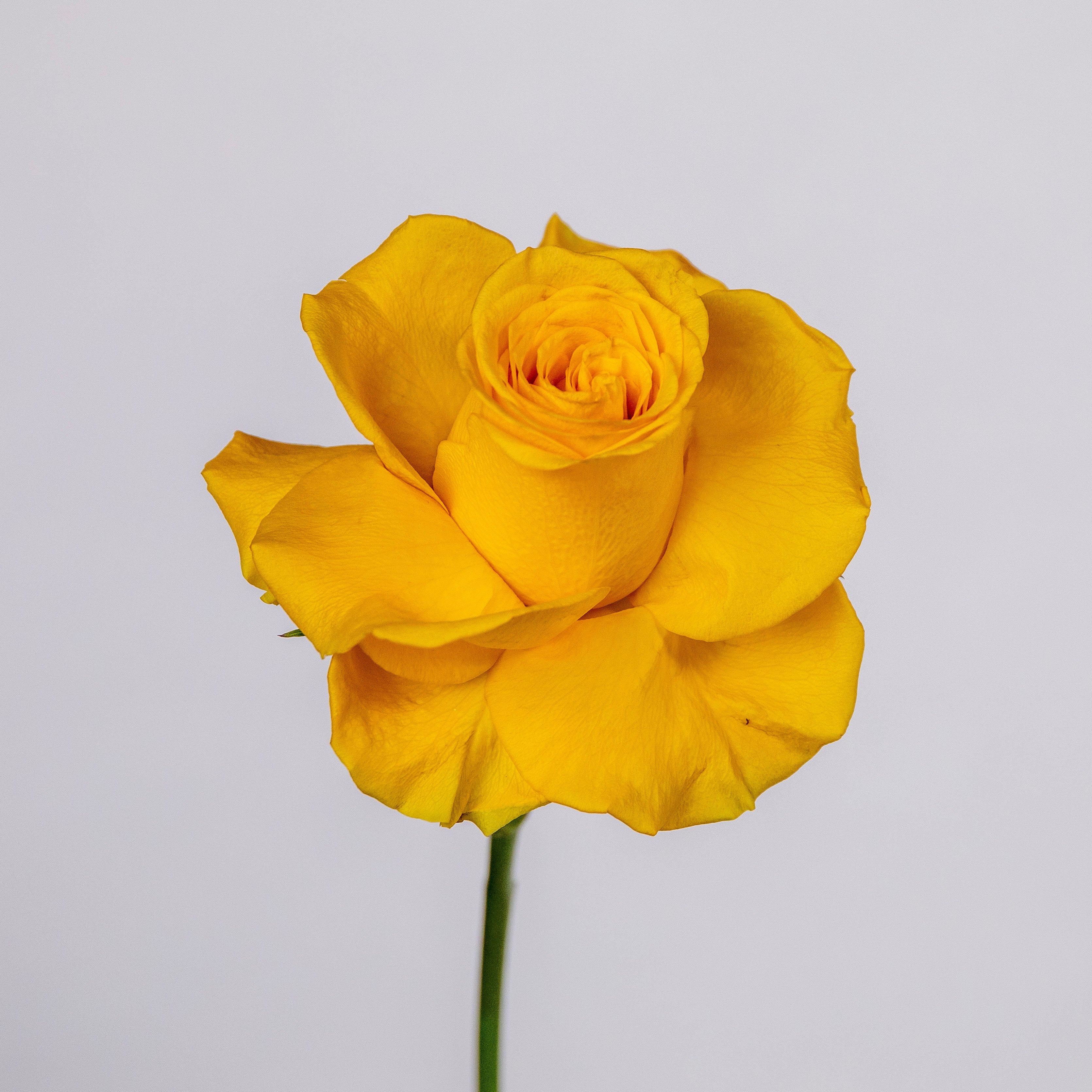 YELLOW MELLOW