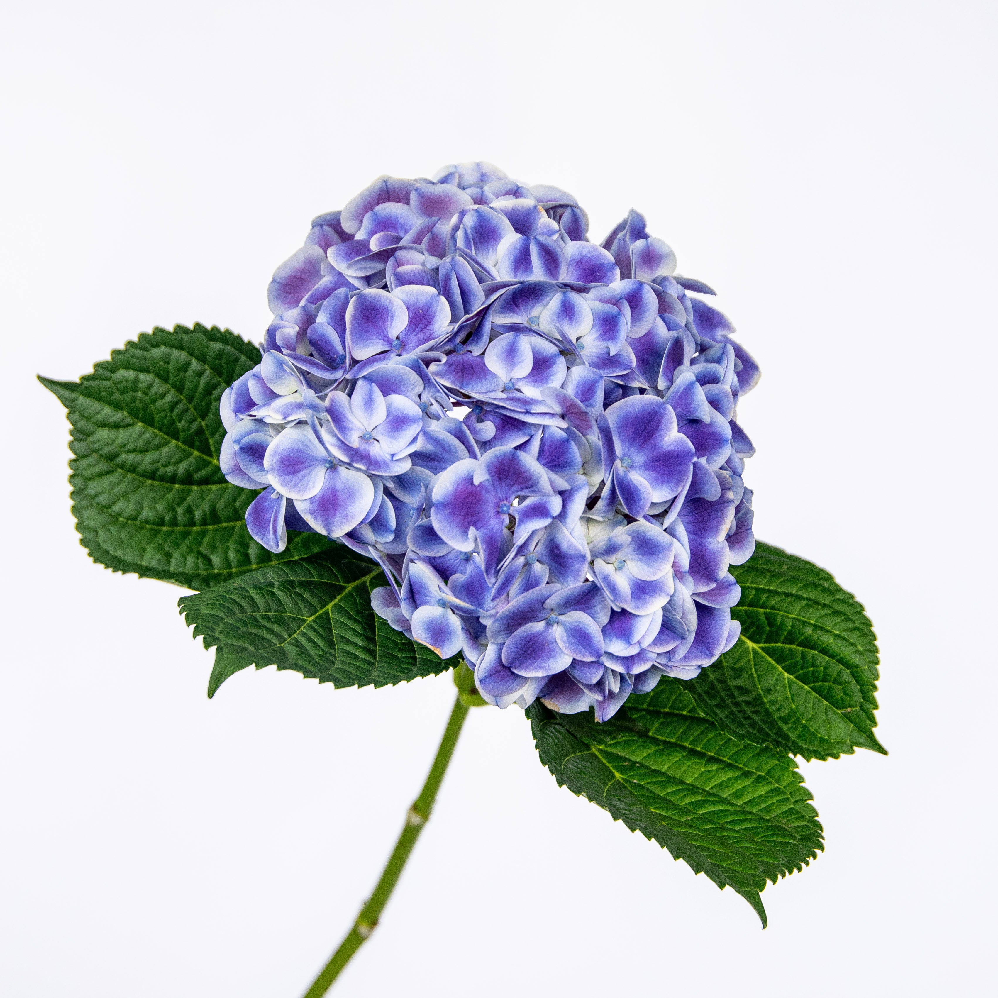 VIOLET & BEYOND