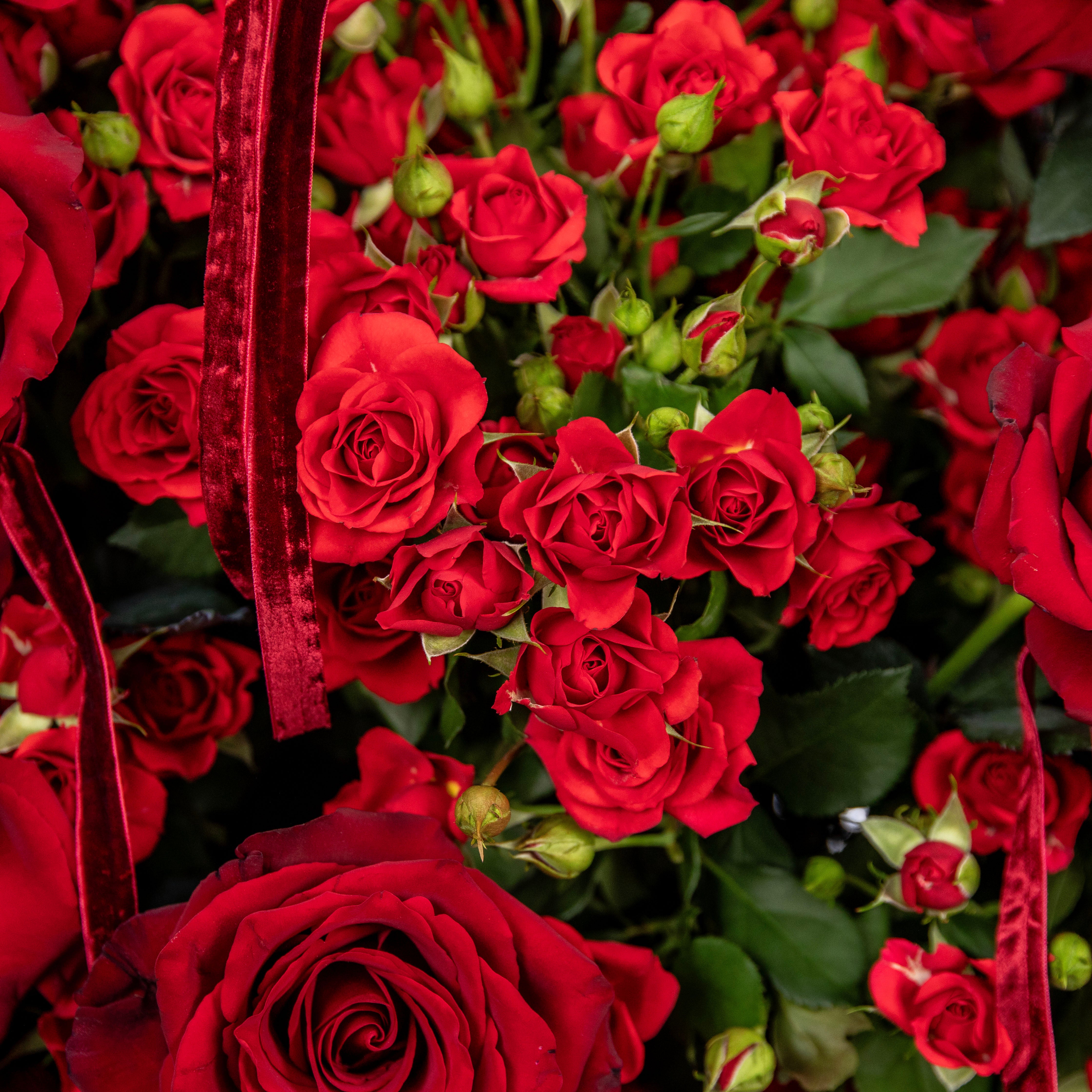 ROYALE RED ENSEMBLE
