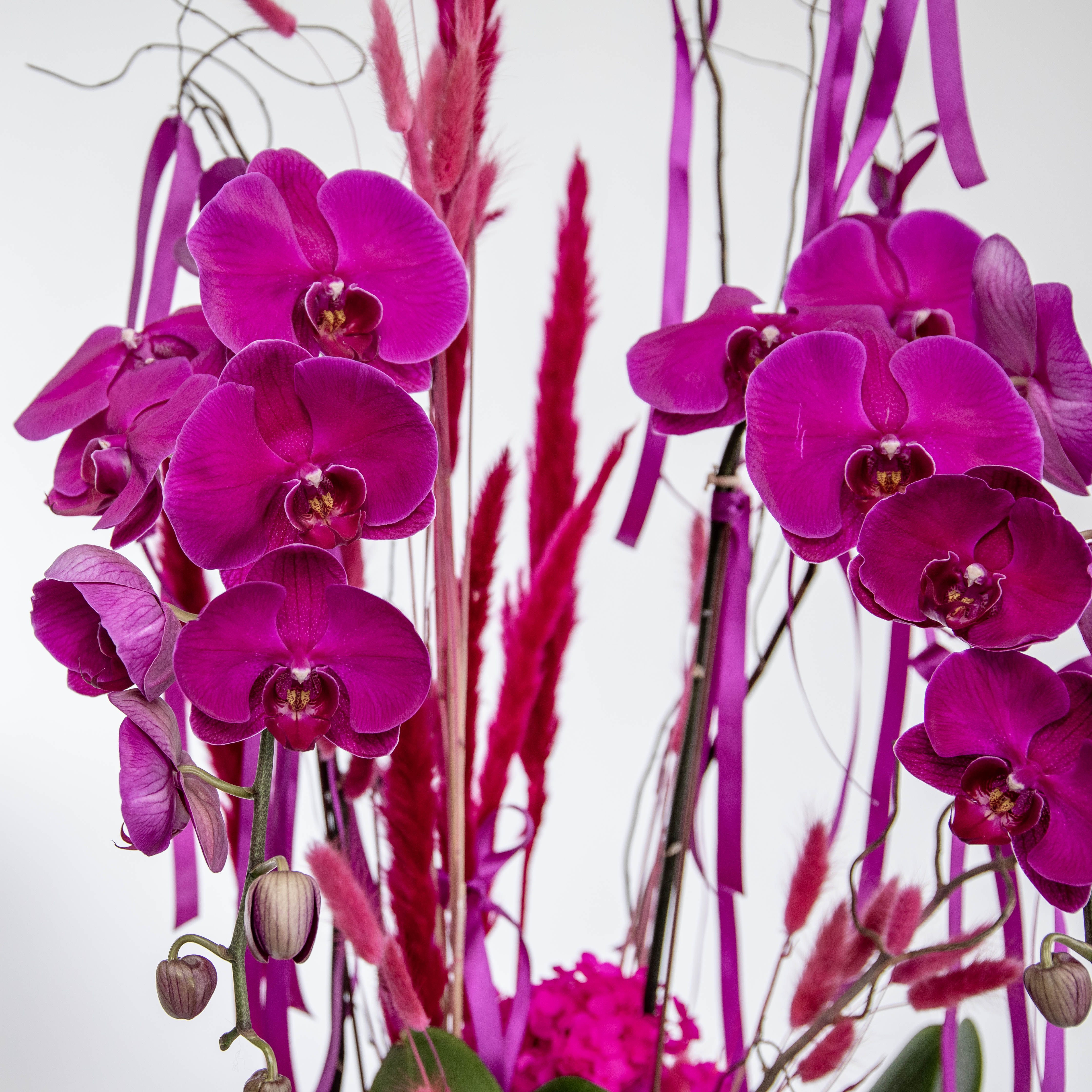 MISS FUCHSIA