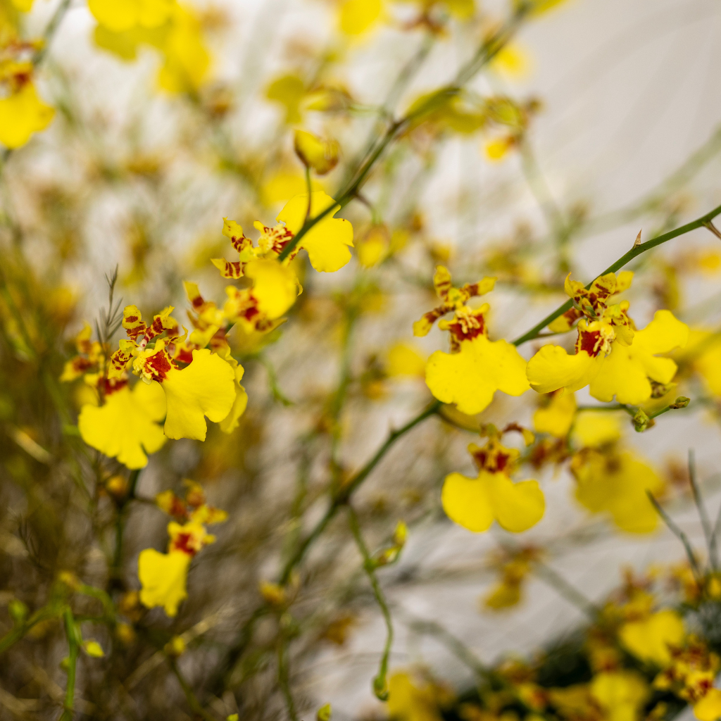 WINTER BLOOMS