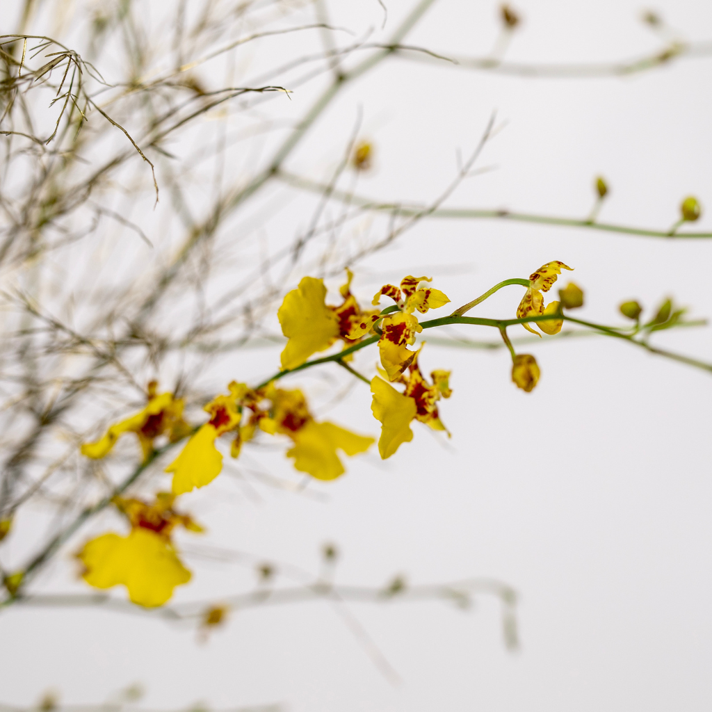 WINTER BLOOMS