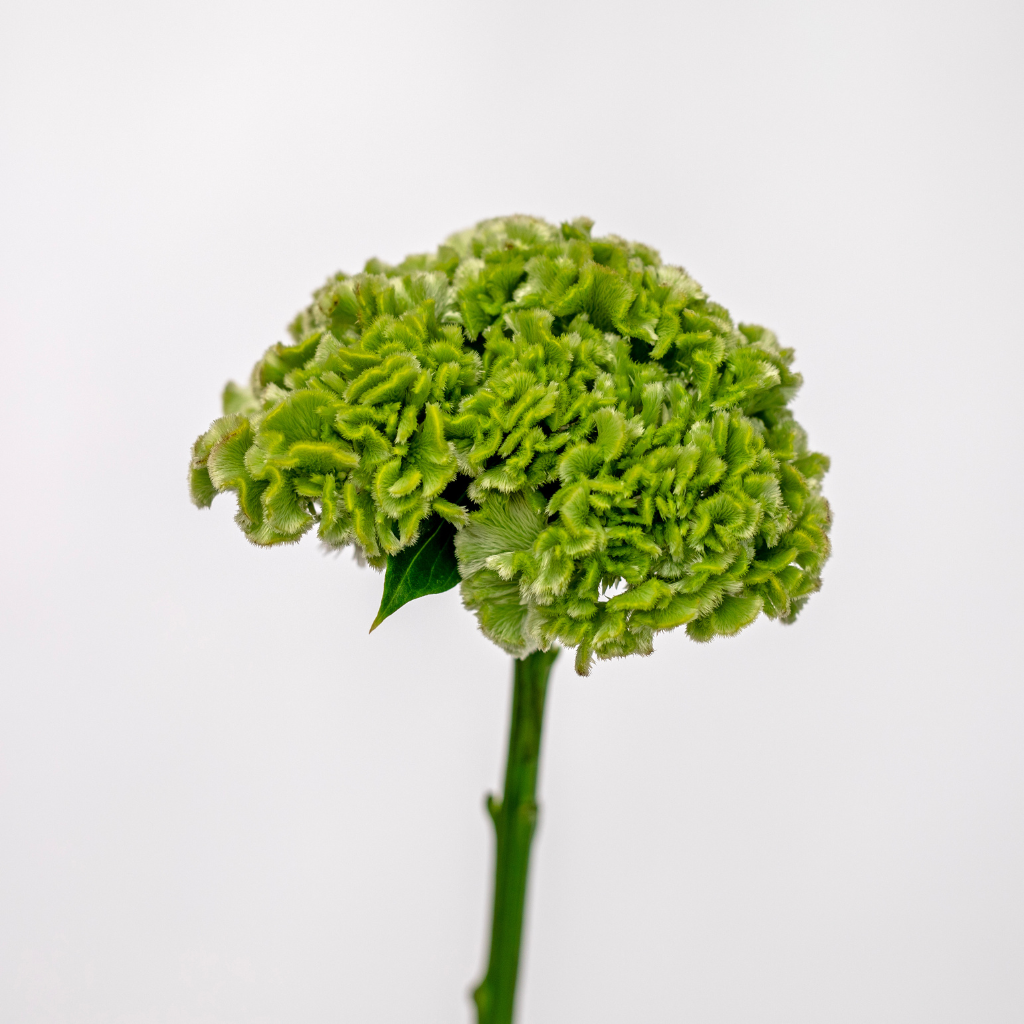 GREEN WISH
