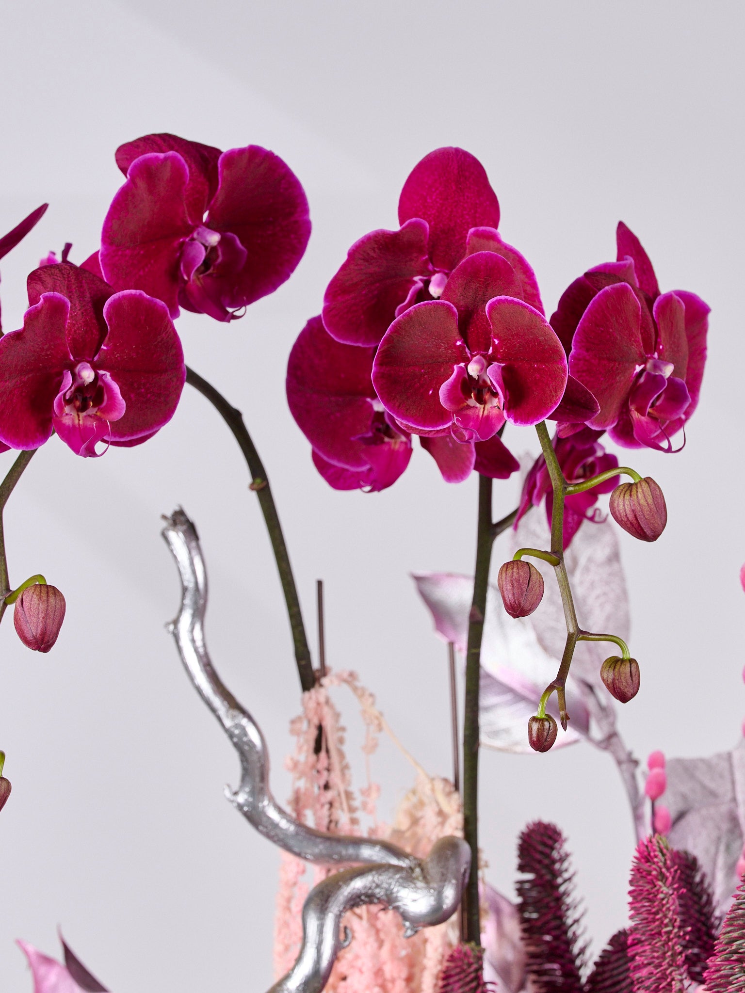 SUGARFROST JINGLEPOP