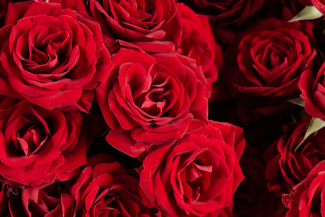 A RED CLASSIC PASSION