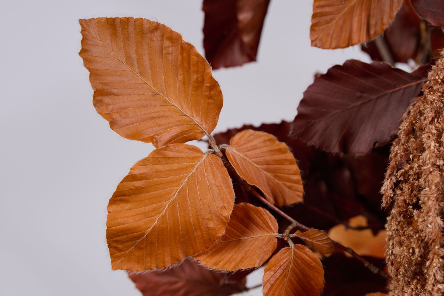 HONEY  AUTUMN