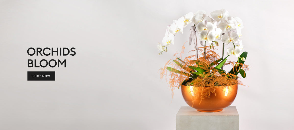 The Flower Society Online Flower Delivery Dubai & Abu Dhabi