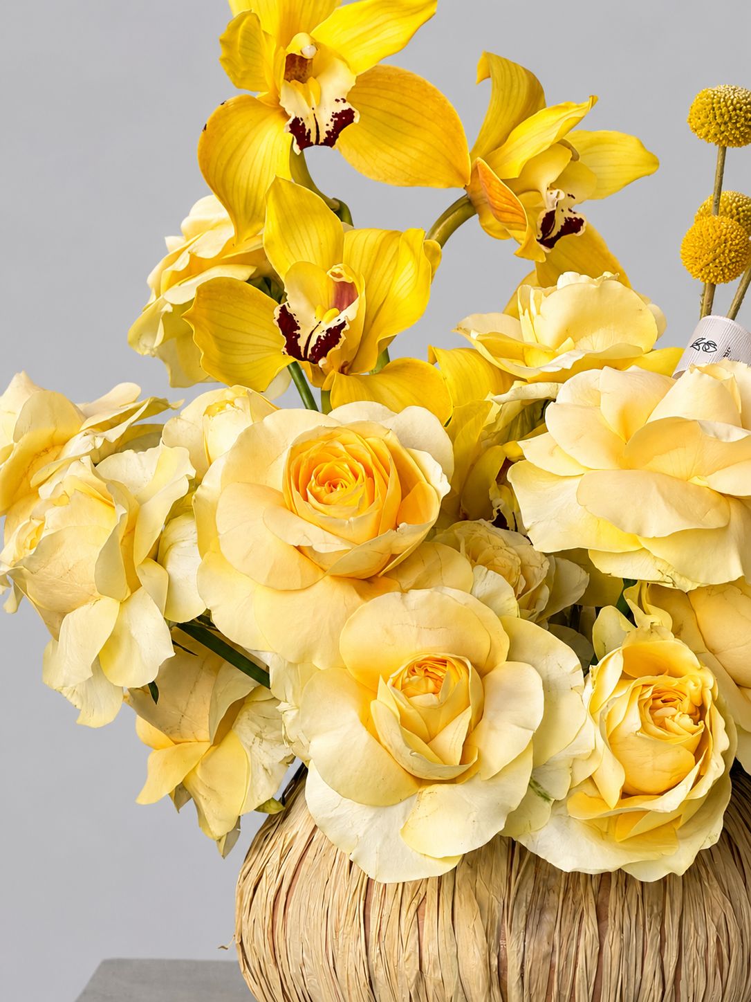 SOLARA BLOOM