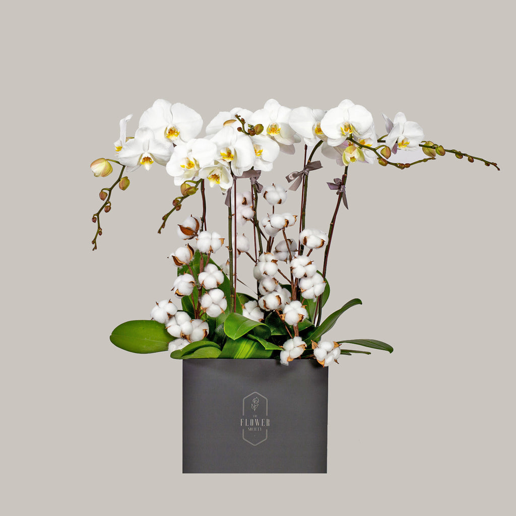 ELEGANTES ORCHIDEES