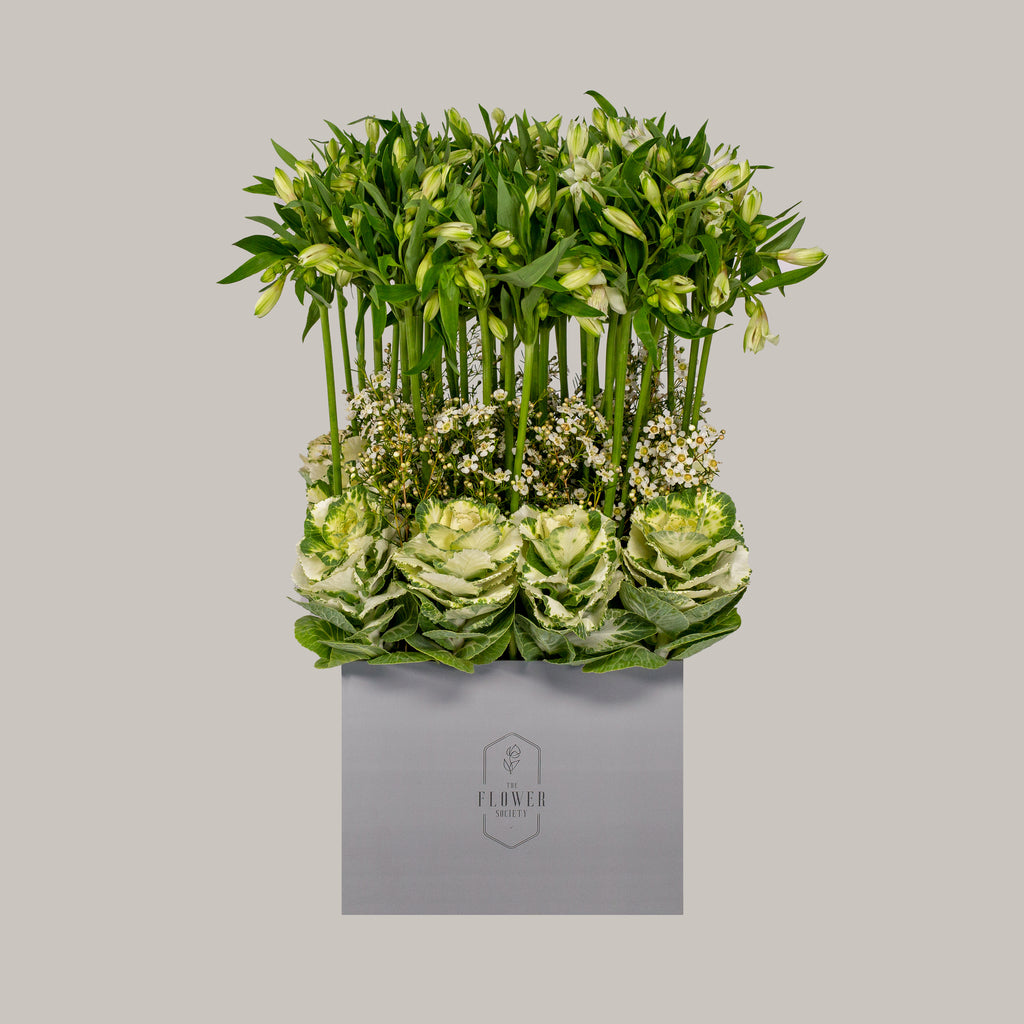 CHOUX GARDEN